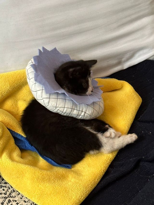 싱.글.벙.글. 집안 가득 꺄악 소리 울려퍼짐 - 유머 채널 011.jpg