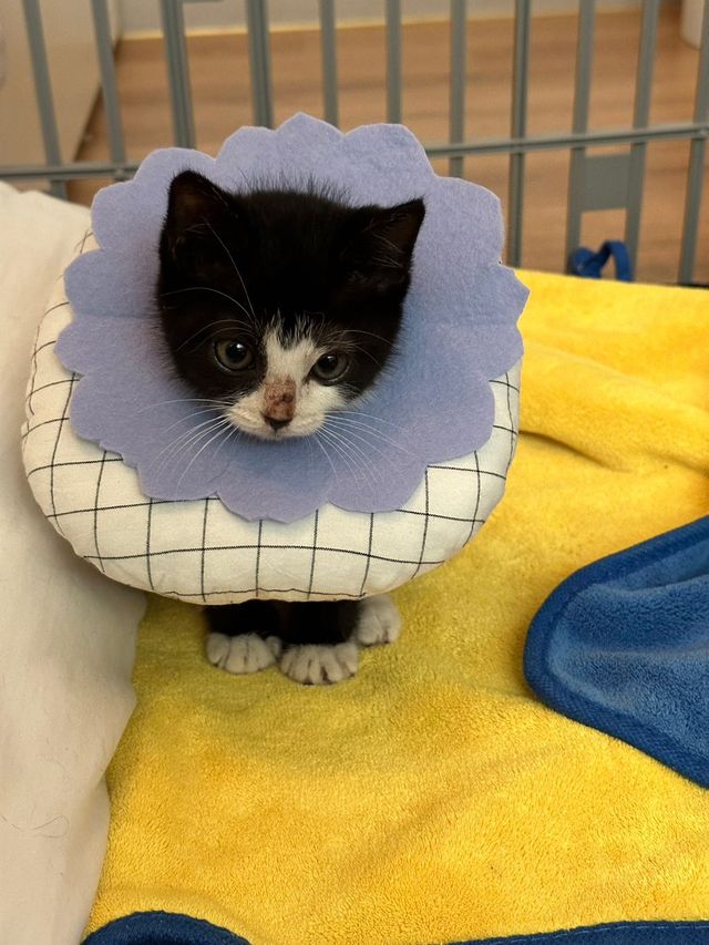 싱.글.벙.글. 집안 가득 꺄악 소리 울려퍼짐 - 유머 채널 010.jpg