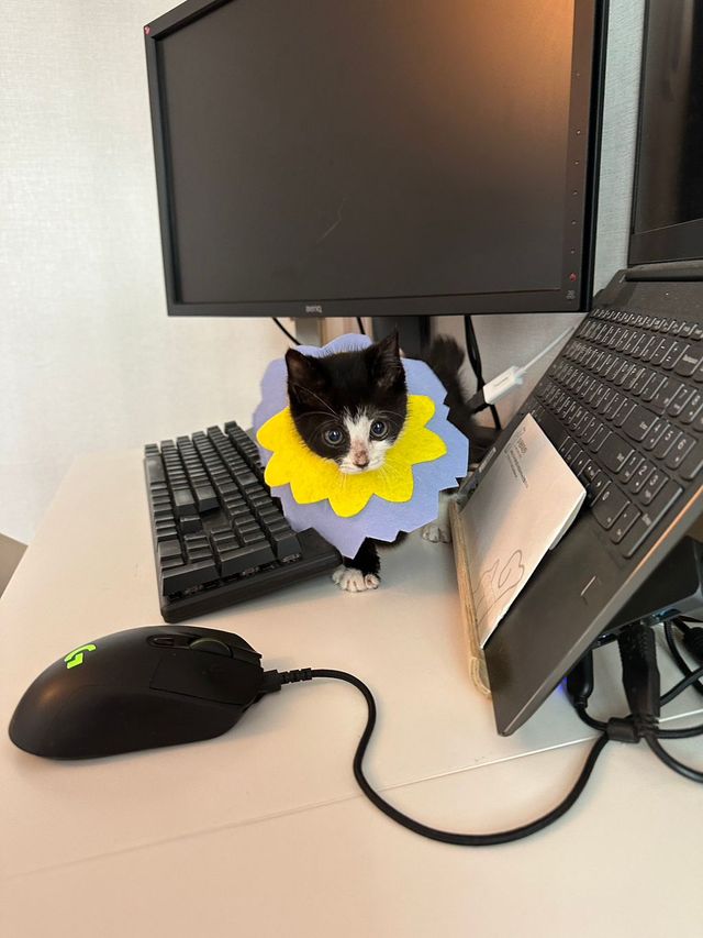 싱.글.벙.글. 집안 가득 꺄악 소리 울려퍼짐 - 유머 채널 007.jpg