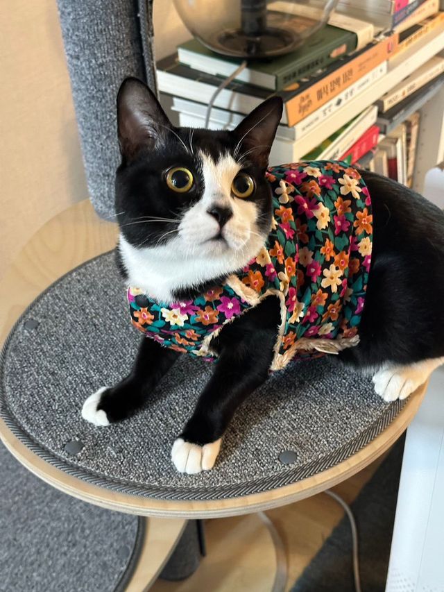 싱.글.벙.글. 집안 가득 꺄악 소리 울려퍼짐 - 유머 채널 016.jpg