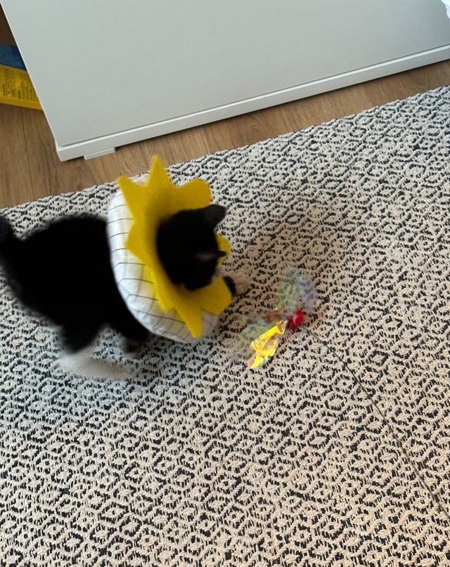 싱.글.벙.글. 집안 가득 꺄악 소리 울려퍼짐 - 유머 채널 013.jpg