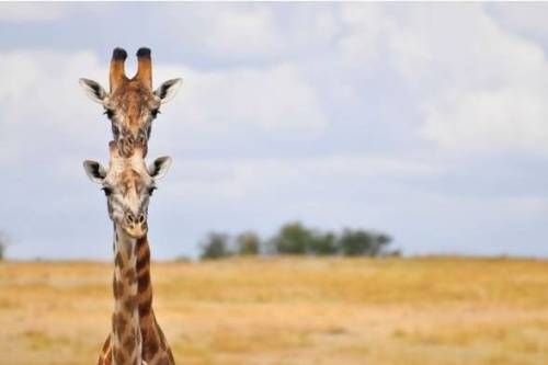 올해의 동물 사진.jpg