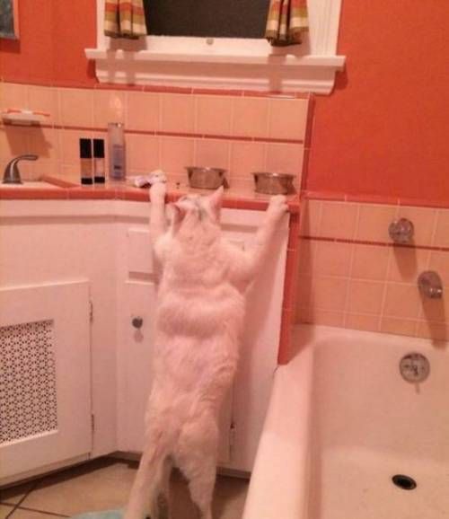 사라진 내 프로틴의 행방을 찾았다