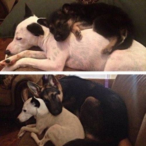 등에서 잠을 자던 강아지는...jpg