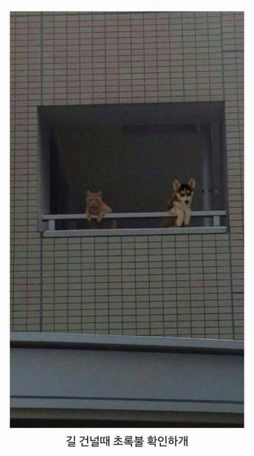 출근길 배웅해주는 애완동물들.jpg