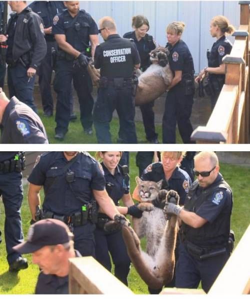 미국의 흔한 길고양이 포획.jpg