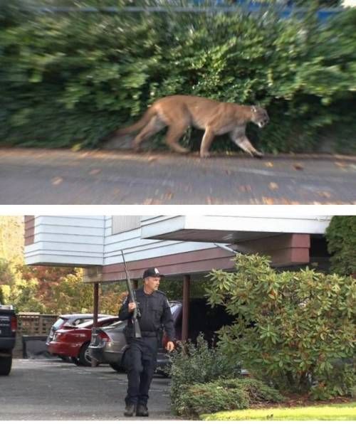 미국의 흔한 길고양이 포획.jpg
