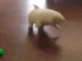 사료와 사투를 벌이는 강아지.gif,,