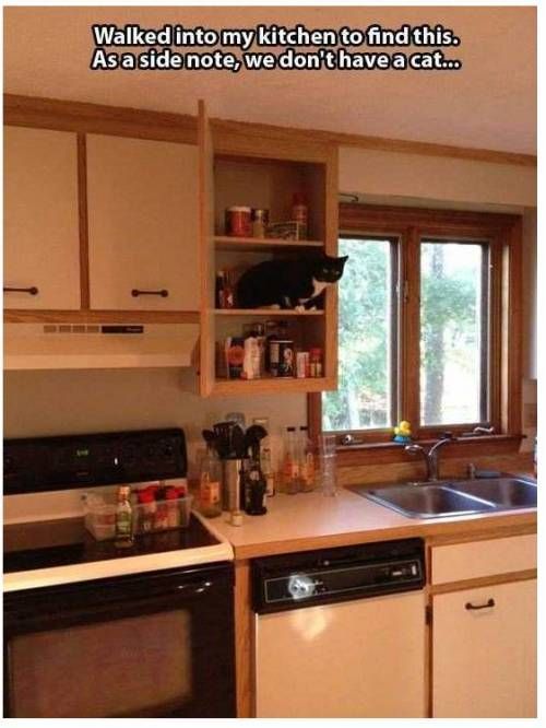 내 고양이 아님.jpg