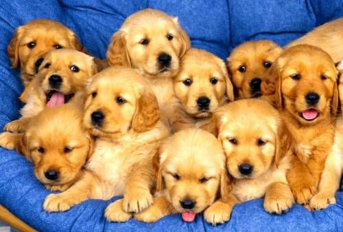 대형견들의 강아지일 때 모습