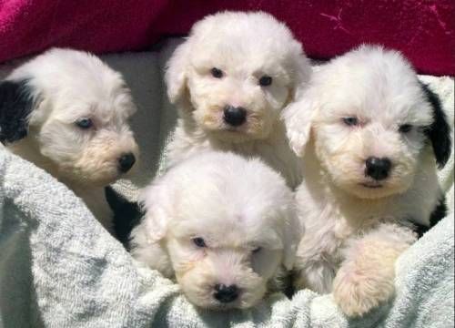 대형견들의 강아지일 때 모습