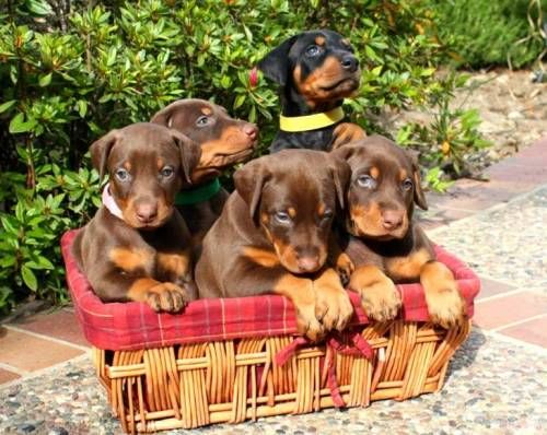 대형견들의 강아지일 때 모습