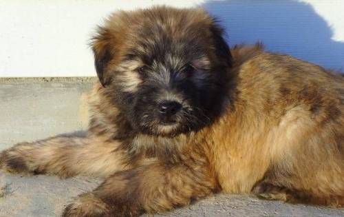 대형견들의 강아지일 때 모습