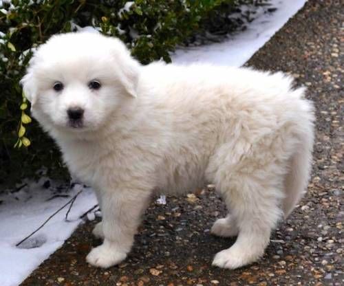 대형견들의 강아지일 때 모습