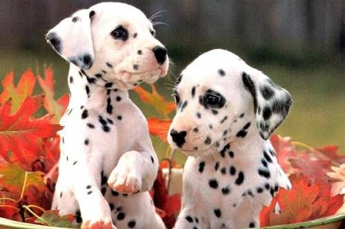 대형견들의 강아지일 때 모습