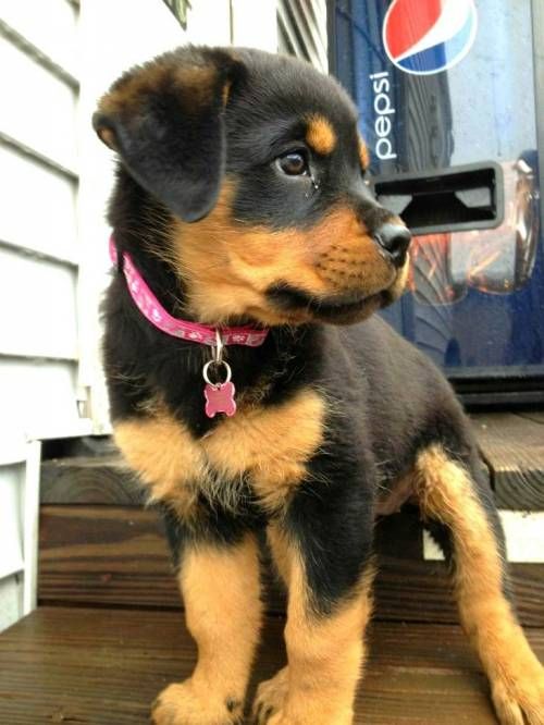 대형견들의 강아지일 때 모습