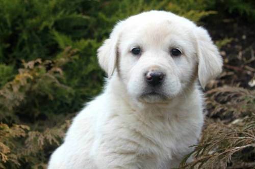 대형견들의 강아지일 때 모습