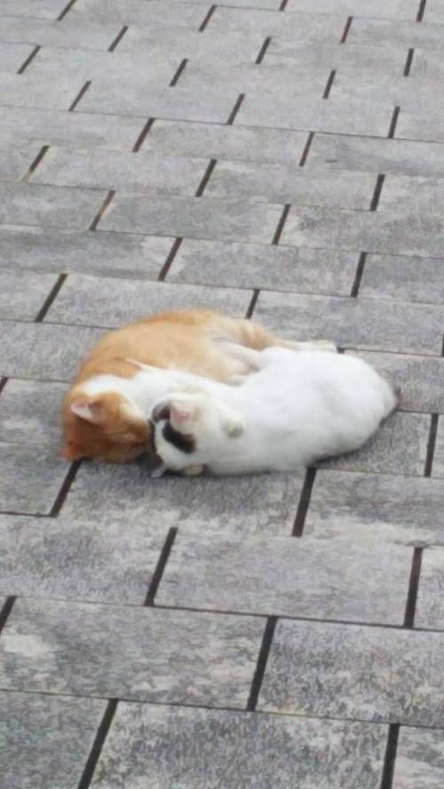 대로에서 애정행각하는 민폐커플.jpg