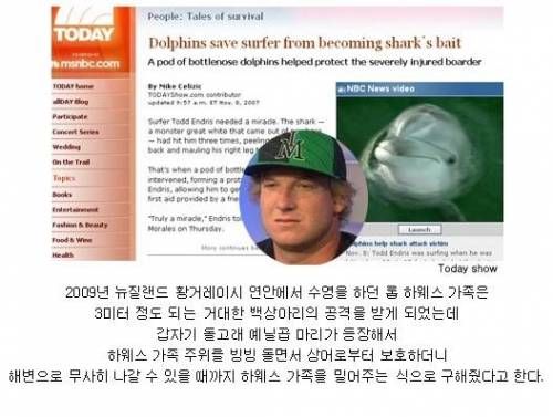 돌고래의 선행.jpg