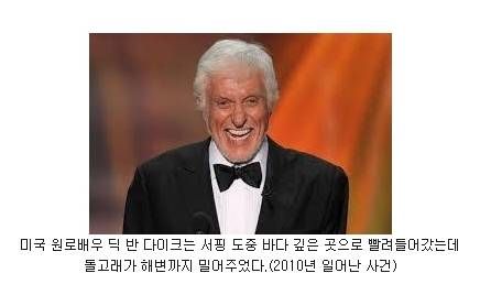 돌고래의 선행.jpg