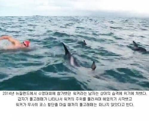 돌고래의 선행.jpg