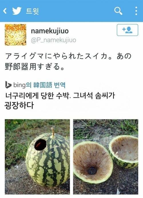 너구리가 수박을 먹었다.jpg