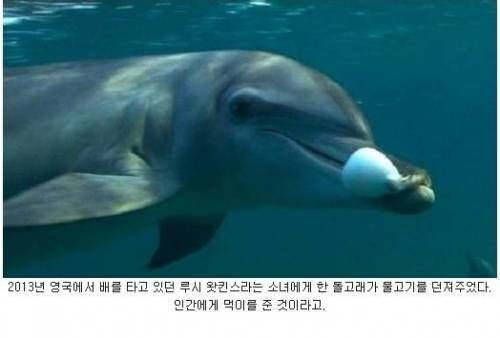 돌고래의 선행.jpg