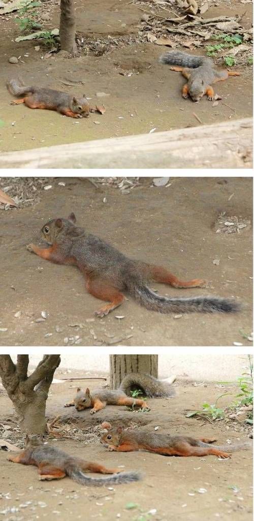 도쿄가 가장 뜨거웠던 날의 다람쥐