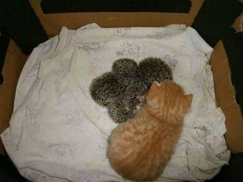 따가운 형제들.jpg