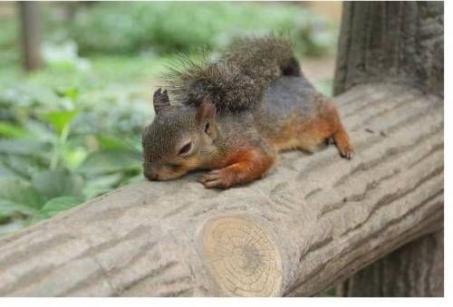 도쿄가 가장 뜨거웠던 날의 다람쥐