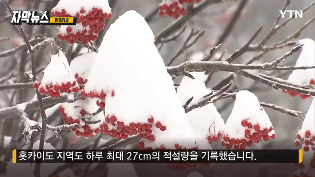 YTN - [자막뉴스] 69cm 폭설이 '펑펑'.더위 몰아치더니 이례적 현상 '기습' YTN [KatdrAJfunM - 966x543 - 0m28s].png