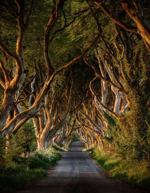 세계에서 가장 아름다운 나무모음