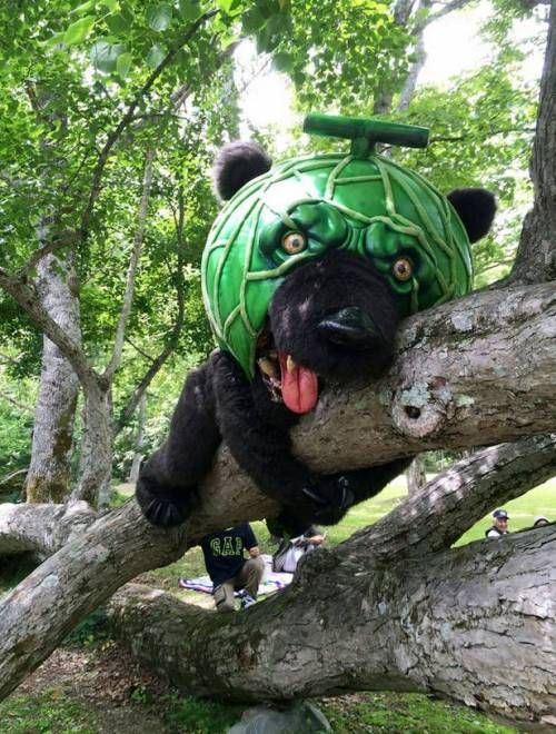 열도의 지역 마스코트 클래스