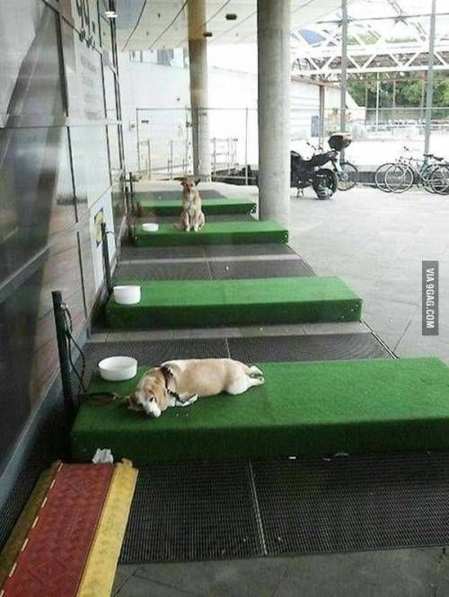 독일의 개 주차장.jpg