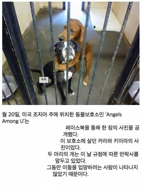 안락사 직전에 써로 껴안은 개들