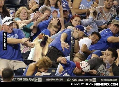 야구가 무서웠던 개.jpg