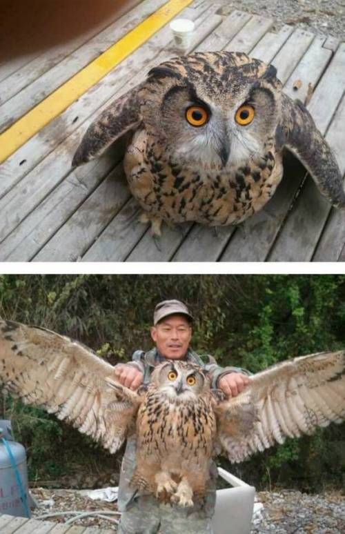부엉이 실제 크기