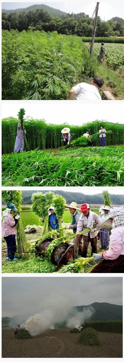 합법적으로 대마를 키우는 대한민국