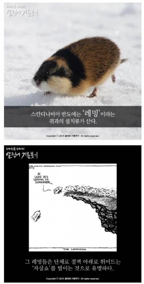 레밍효과.jpg
