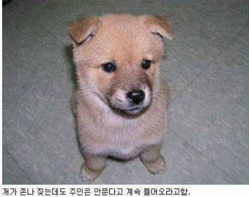 개 키우는집 특징.jpg