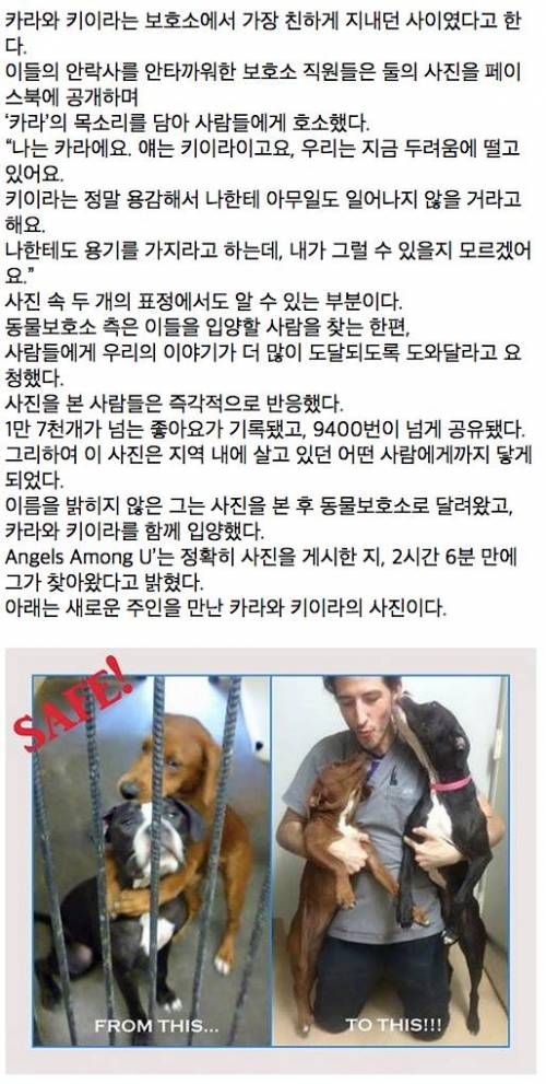 안락사 직전에 써로 껴안은 개들