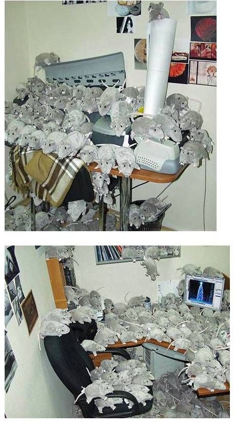 하드코어 사무실 장난