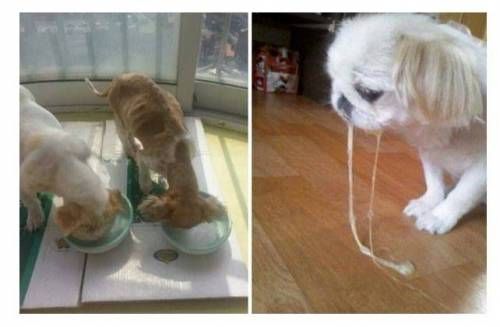 강아지 막걸리녀 잡힘