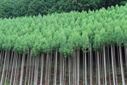 신기하게 생긴 일본 나무.jpg