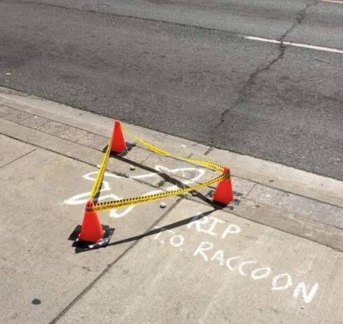 캐나다 길거리에서 라쿤이 죽으면 생기는일