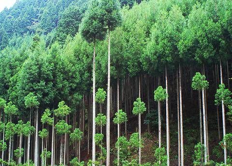 신기하게 생긴 일본 나무.jpg