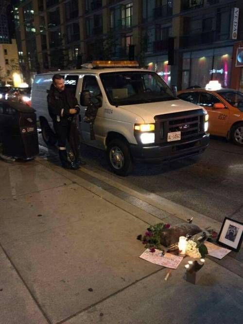 캐나다 길거리에서 라쿤이 죽으면 생기는일