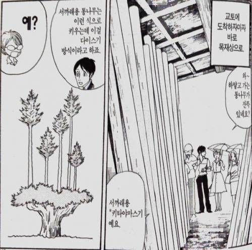 신기하게 생긴 일본 나무.jpg