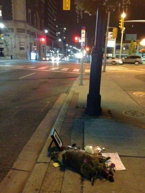 캐나다 길거리에서 라쿤이 죽으면 생기는일