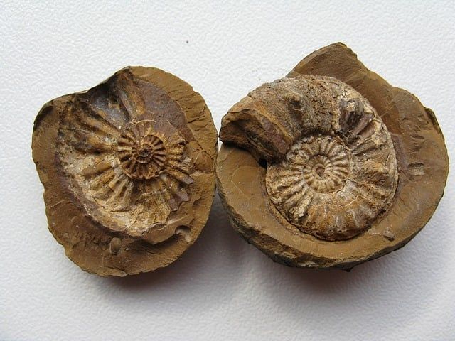 ammonites-1312298_640.jpg